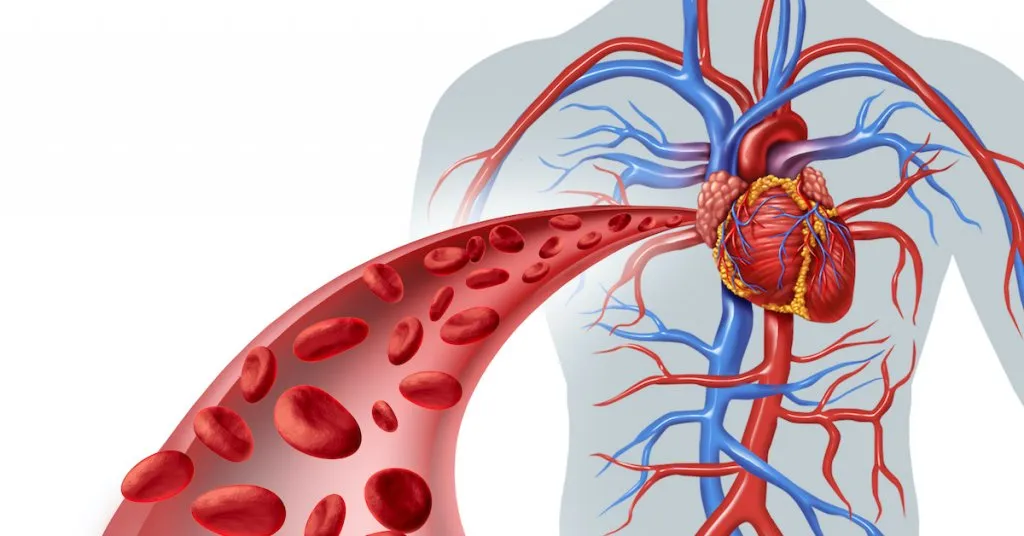 Red heart symbol with blood flow representing healthy vascular circulation